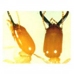 12 Pest Control Service Co Ltd