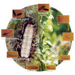 12 Pest Control Service Co Ltd