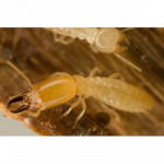 บริษัทกำจัดปลวก เชียงใหม่ - บริษัท เวิลด์ เพสท์ เซอร์วิส จำกัด