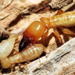 Racha Pest Control (Thailand) Co Ltd