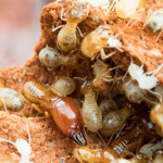 บริการฉีดปลวก ขอนแก่น - บริษัท ราชา เพสท์ คอนโทรล (ประเทศไทย) จำกัด