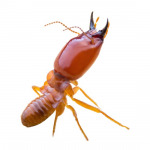 Racha Pest Control (Thailand) Co Ltd