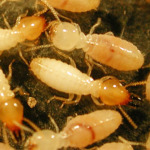 Racha Pest Control (Thailand) Co Ltd