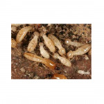 กำจัดปลวก - บริษัท นิว คัมเมอร์ เซอร์วิส จำกัด