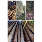 ไม้ยูคา - บริษัท สนามชัยเสาเข็ม จำกัด