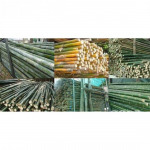 ยูคา ริมคลอง ไม้แบบ