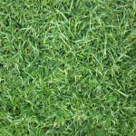 หญ้าพาสพาลั่ม - ไร่หญ้าตะวันรุ่ง