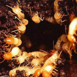 บริการกำจัดปลวก แพร่ - พีเคกรุ๊ป กำจัดปลวกแพร่