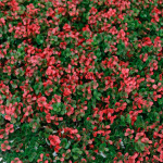 ดอกไม้เทียม - บริษัท ที วาย ซอง จำกัด