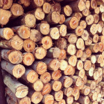 ห้างหุ้นส่วนจำกัด กวางทองค้าไม้ 1994 