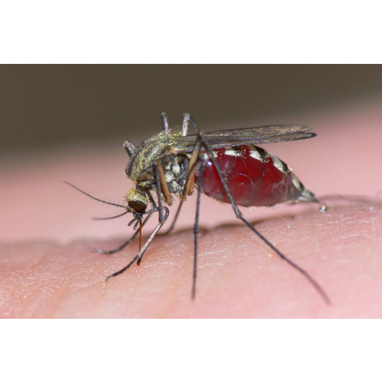 บริการกำจัดยุง ทำลายลูกน้ำ บริการกำจัดยุง  กำจักยุง  ยุง  ฉีดยุง  ฆ่ายุง  ลูกน้ำ  กำจัดลูกน้ำ  บริการกำจัดลูกน้ำ  ป้องกันยุง  ไล่ยุง 