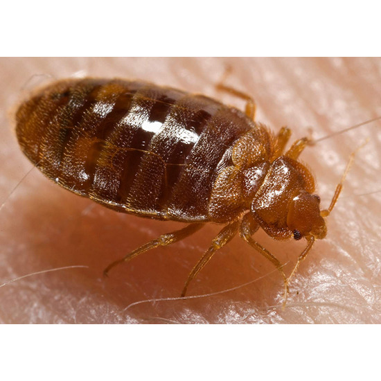 บริการกำจัดตัวเรือด บริการกำจัดตัวเรือด  กำจัดตัวเรือด  ไล่ตัวเรือด  ฆ่าตัวเรือด  ฉีดไล่ตัวเรือน 