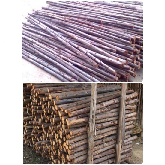 ร้านไม้ยูคาลิปตัส แพร่ ร้านไม้ยูคาลิปตัส แพร่ 