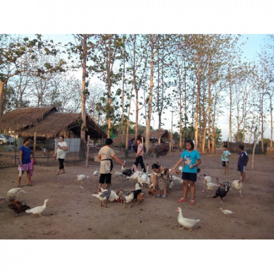 ให้อาหารสัตว์ ให้อาหารสัตว์ 