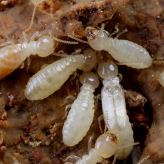 กำจัดปลวก แพร่ กำจัดปลวก แพร่ 